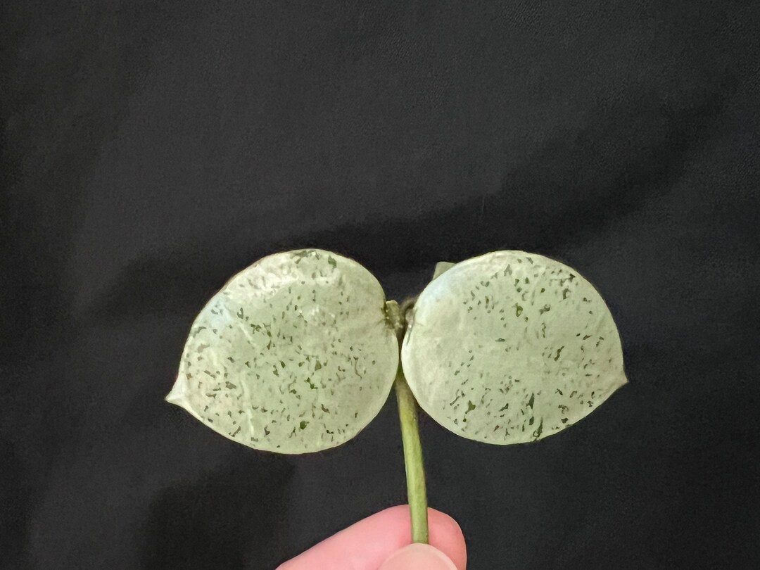 Hoya Lacunosa 'silver Mint Coin' Fresh Cutting Etsy