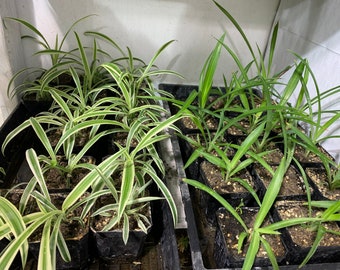 spider plant, spider ivy, ribbon plant, hen and chicks, Chlorophytum comosum