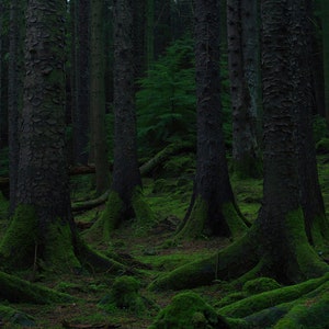 Tollymore Forest, Trees, Ground Moss, Mystical, Irish Forest, Celtic Mystery, Wall Art, Landscape, High-Definition Print, Screensaver