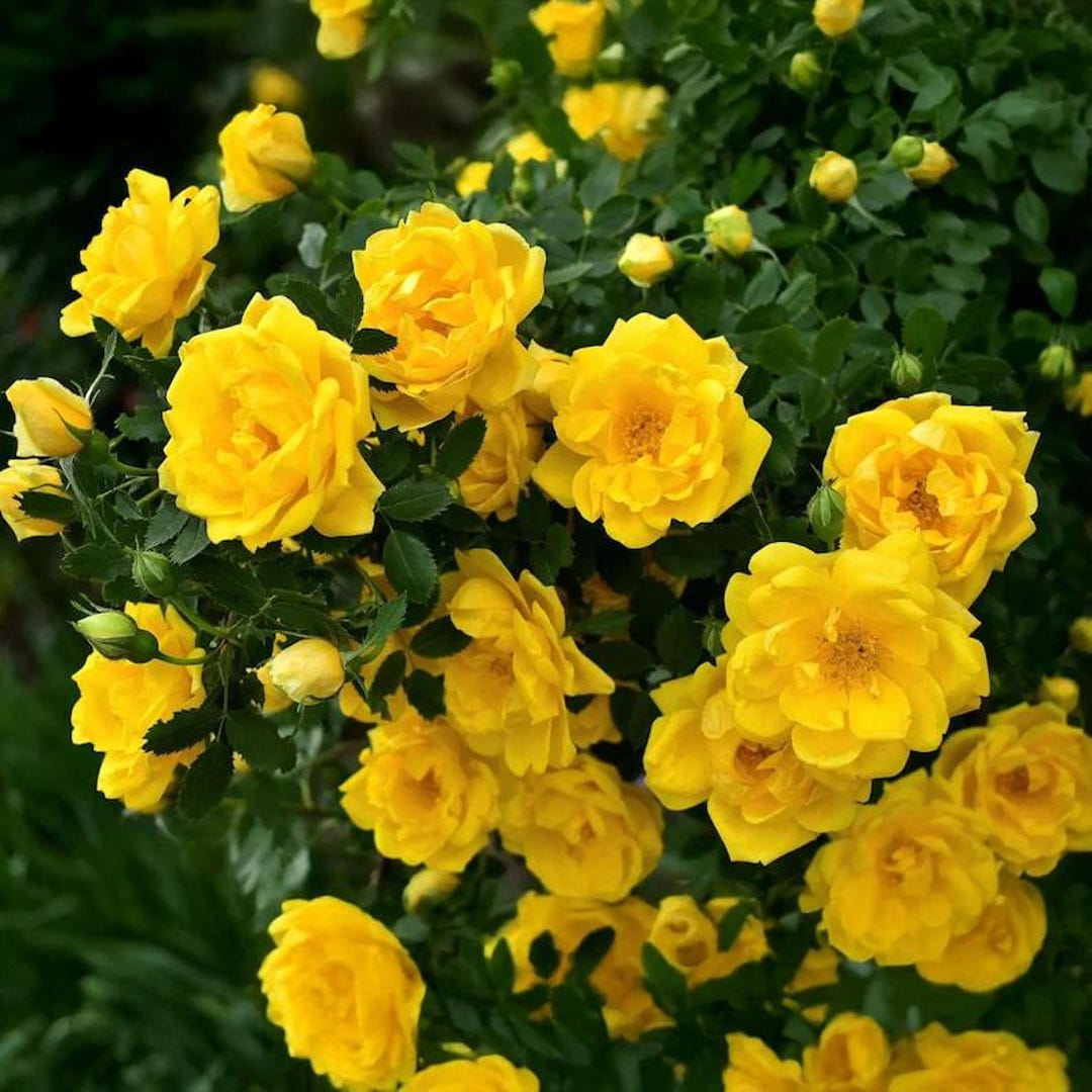 30 Seeds| Yellow Climbing Rose Seeds, Bright Fragrant Climbing Flower ...