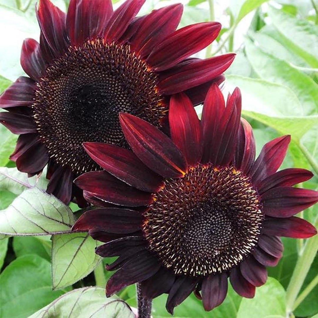 25+ Seeds| Sunflower Seeds, Compact & Bright Golden Blooms, Red Hedge ...