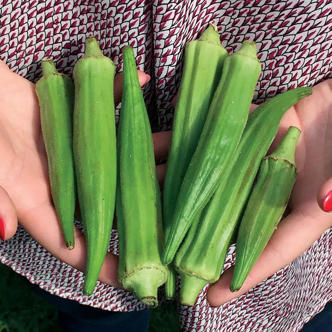 thumbnail image 2 of 200 Clemson Spineless Okra Seeds – Heirloom, Non-GMO, USA Grown By The Gardening World 2 of 6