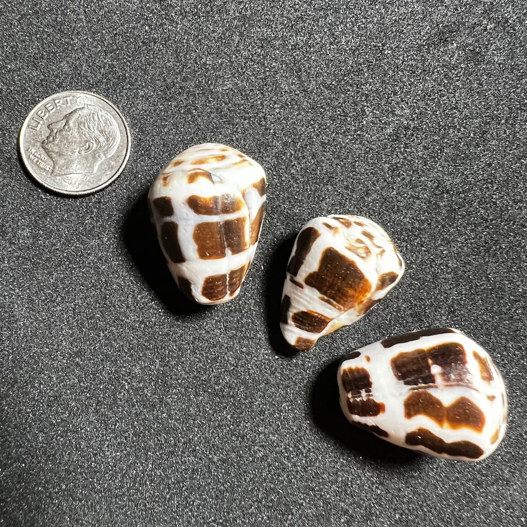 Hebrew Cone Shell Authentic Hawaiian Shells 3pcs Etsy