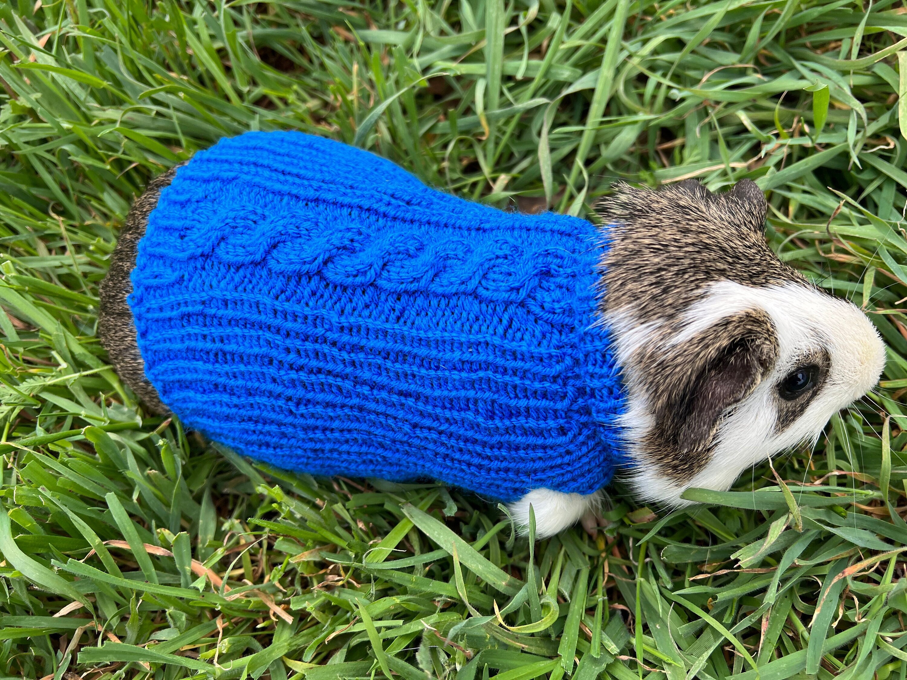 Guinea Pig Jacket Etsy