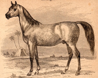 1867 Antique Original Lithograph - Arabian Horse, African Wild Donkey, Zoology, Mammals, Old graphic, Meyers, Print for framing, engraving