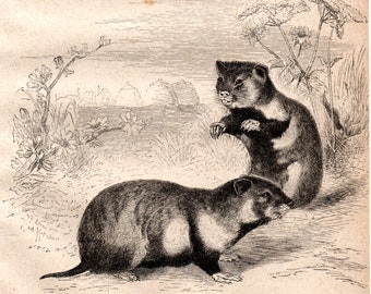 1867 Antique Original Lithograph - Rodents, Marmot, Hamster, Zoology, Mammals, Old graphic,Meyers,Print for framing,Home Decor,B&W,Engraving