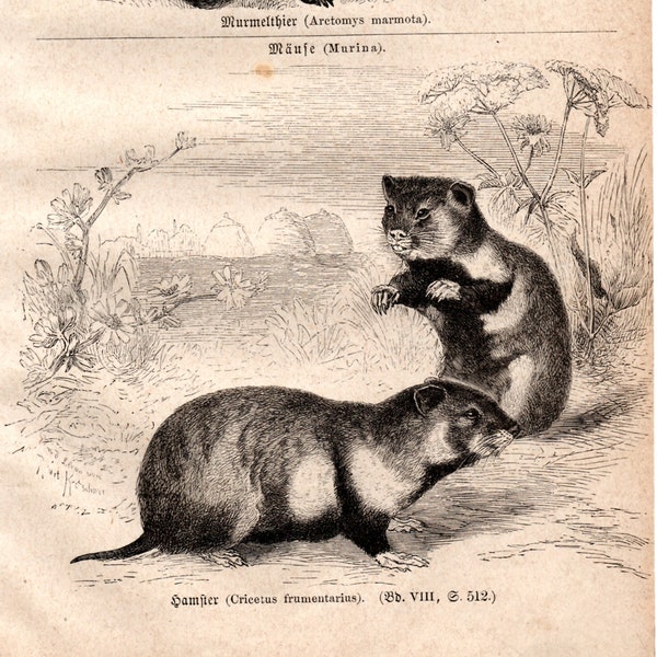 1867 Lithographie originale antique - rongeurs, marmotte, hamster, zoologie, mammifères, vieux graphique, Meyers, estampe pour encadrement, décoration intérieure, N&B, gravure