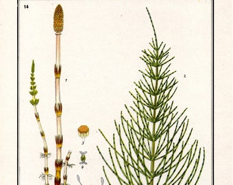 1940 Vintage original lithograph - Medicinal Plants - Horsetail - Equisetum arvense - old graphic, botany print, home decor, flowers, plant