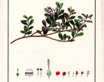 1940 Vintage original lithograph - Medicinal Plants - Arctostaphylos uva-ursi, Bearberry - old graphic,botany,print,home decor,flowers,plant