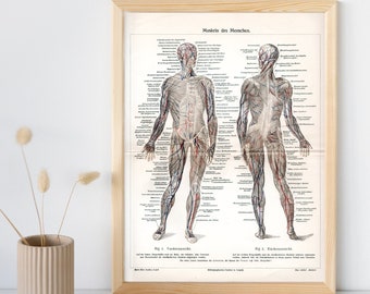 1905 Antique Original Chromolithograph - Muscles of the Human, Anatomy,Muscular System,Color Lithograph,Old graphic,Meyers,Print for framing