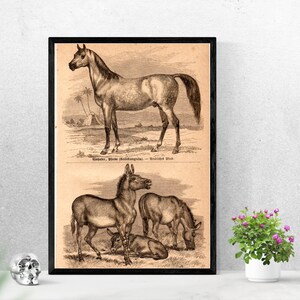 1867 Antique Original Lithograph Arabian Horse, African Wild Donkey, Zoology, Mammals, Old graphic, Meyers, Print for framing, engraving image 6