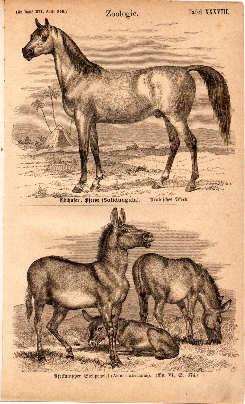 1867 Antique Original Lithograph Arabian Horse, African Wild Donkey, Zoology, Mammals, Old graphic, Meyers, Print for framing, engraving image 1