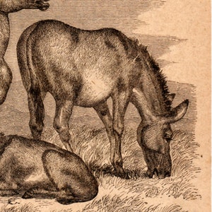 1867 Antique Original Lithograph Arabian Horse, African Wild Donkey, Zoology, Mammals, Old graphic, Meyers, Print for framing, engraving image 5