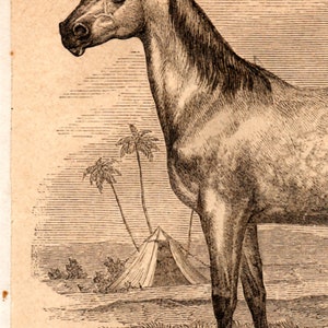 1867 Antique Original Lithograph Arabian Horse, African Wild Donkey, Zoology, Mammals, Old graphic, Meyers, Print for framing, engraving image 2