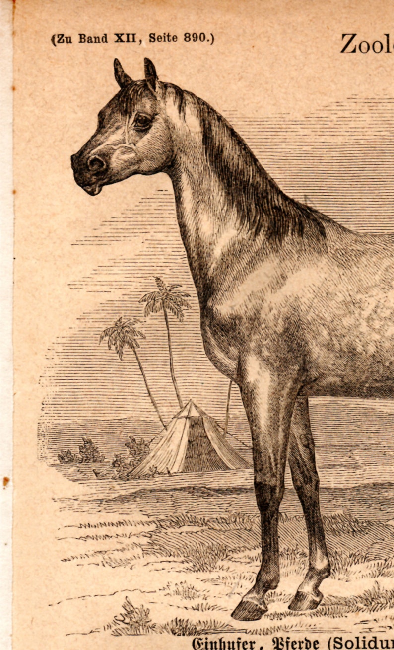 1867 Antique Original Lithograph Arabian Horse, African Wild Donkey, Zoology, Mammals, Old graphic, Meyers, Print for framing, engraving image 2