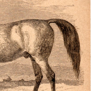 1867 Antique Original Lithograph Arabian Horse, African Wild Donkey, Zoology, Mammals, Old graphic, Meyers, Print for framing, engraving image 3