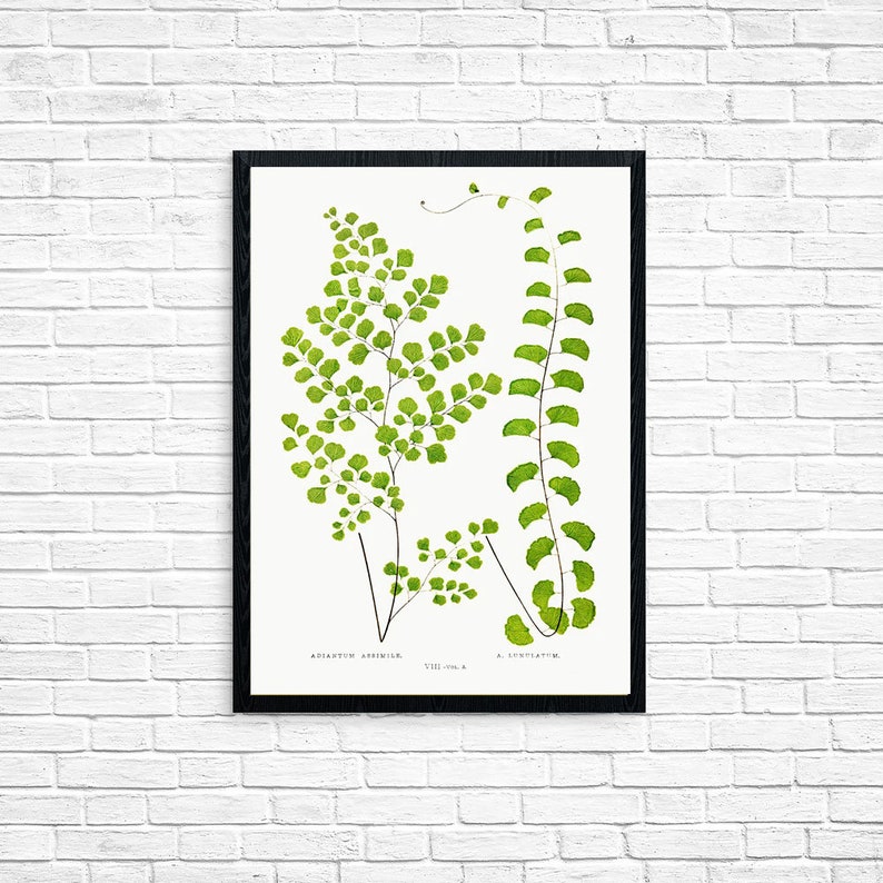 Plant Posters Plant Posters Housewarming Gifts Wall Posters Etsy UK