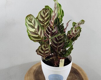 Calathea Makoyana, Peacock Prayer Plant, Make-o it yours today, so worth it!