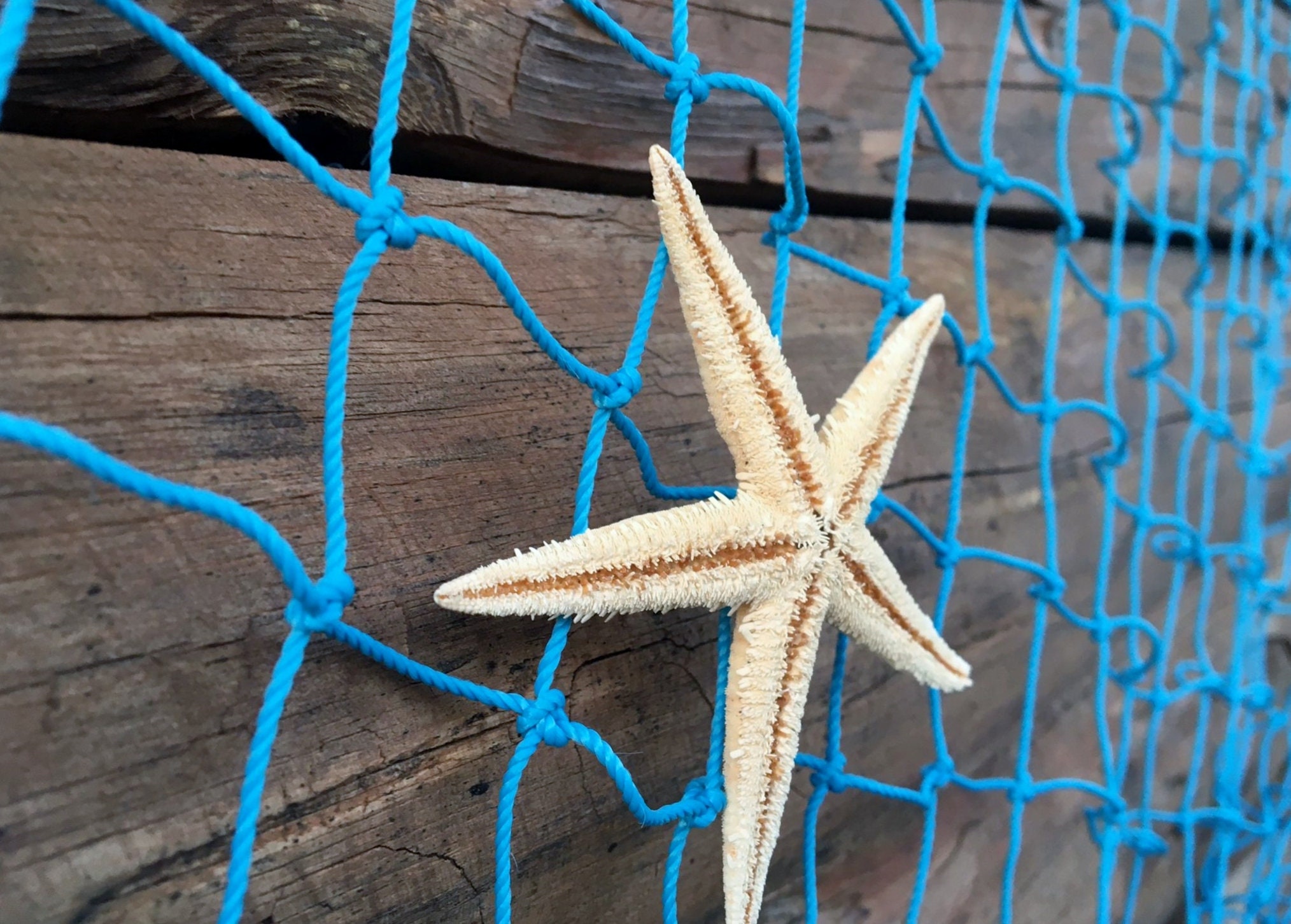 Fish Net Set - Large fishnet with seashells and starfish