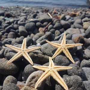 Natural Starfish, Sea Decoration, Beach Wedding Decor, Coastal Home Decor, Ocean Inspired,Coastal Nursery Decor, Ocean Wall Art, Beach Party