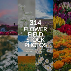 Flower Field Stock Photos Aesthetic Photos Lifestyle Social Media Post Instagram Reel Cover Website Design MRR PLR Faceless Marketing-ST0070