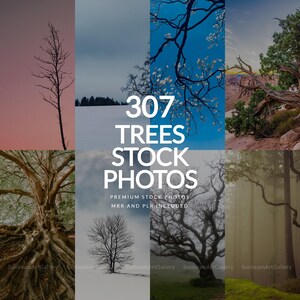 May include: A digital collection of 307 trees stock photos featuring various landscapes including snowy fields, foggy forests, and detailed tree branches. The text 307 TREES STOCK PHOTOS PREMIUM STOCK PHOTOS MRR AND PLR INCLUDED is centered.