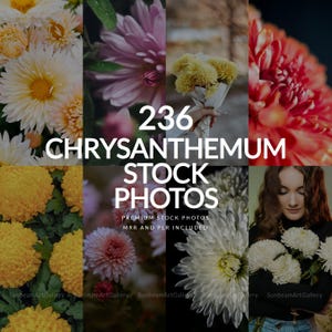 Chrysanthemum Stock Photos Aesthetic Photos Lifestyle Social Media Post Instagram Reel Cover Website Design MRR PLR Faceless-ST0076