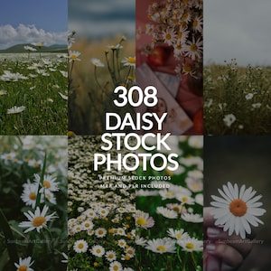 Daisy Stock Photos Aesthetic Photos Lifestyle Social Media Post Instagram Reel Cover Website Design MRR PLR Faceless Marketing-ST0075