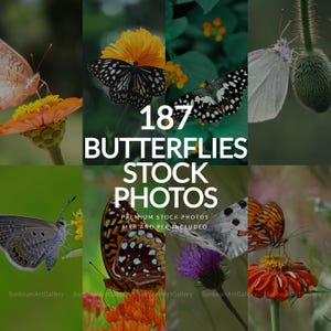 May include: A collage of butterfly stock photos. The image features various butterflies with different patterns and colors, including black, white, orange, and brown. Text overlay reads "187 BUTTERFLIES STOCK PHOTOS".