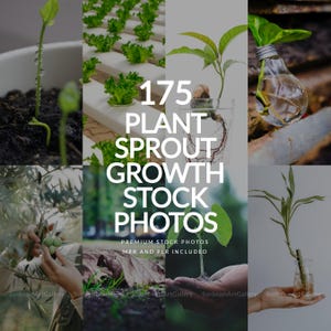 May include: A collection of 175 plant sprout growth stock photos featuring various stages of botanical development, including seedlings in soil, hydroponic lettuce, a sprouted seed in water, and a bamboo stalk in a glass jar with text overlay.