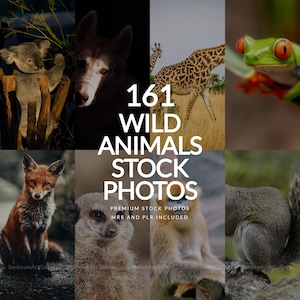 May include: A collage of wild animal stock photos. The image includes a koala, a wolf, a giraffe, a red-eyed tree frog, a fox, a meerkat, a monkey, and a squirrel. Text overlay reads "161 WILD ANIMALS STOCK PHOTOS".