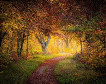 Savernake Forest Autumn Path Print、魔法の森の壁アート、太陽に照らされた木々の自然装飾