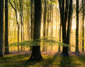 春のミシェルデバーの森のブルーベル - ファインアート写真プリント - フレームなし