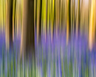 ブルーベルとブナのICM写真 - オックスフォードシャーの春の風景 - ファインアート写真プリント - フレームなし