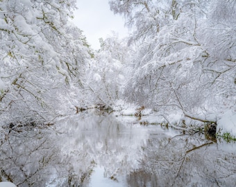 スコットランドの冬の森のワンダーランド - 雪に覆われた冬の風景 - ファインアート写真プリント - フレームなし