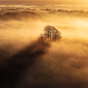 May include: An aerial view of a landscape shrouded in a golden mist. A cluster of bare trees stands out against the fog, with the sun's rays illuminating the scene. The overall effect is serene and atmospheric.