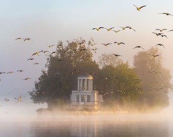 テンプル島のプリント、ゴールデンミスト川の写真、ガチョウの群れ、オックスフォードシャーの風景