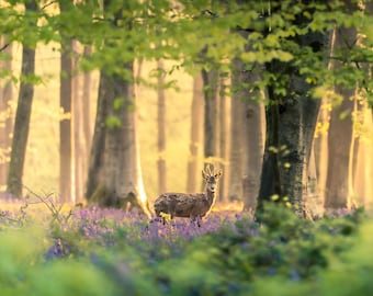 春のブルーベルの中のノロジカ、ファインアート写真プリント、ブルーベルの春の日の出、ミシェルデバーウッド