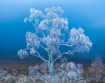 スコットランド高地のプリント、霜の降りた白樺の木のドローン撮影、深い青色の湖畔のウォールアート、ケアンゴームズの抽象的な自然の錯覚