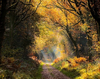 セイバーネイクの森の秋のプリント、太陽に照らされた森の小道のウォールアート、黄金の太陽光線の自然写真