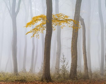 ムーディーな秋の森の写真プリント、黄金のブナ材の壁アート