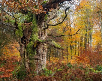 セイバーネイクの森の古代オークのプリント、エントの木の顔の写真、秋の森の壁アート