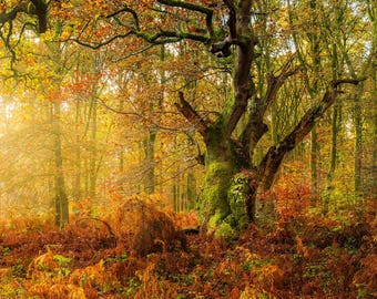 セイバーネイクの森の古代オークのプリント、苔むした木の秋の森の壁アート