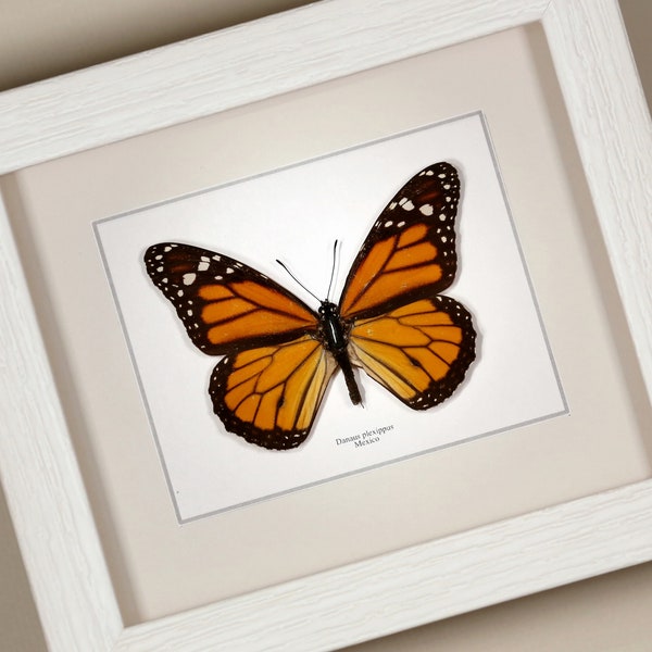 Monarch Butterfly ( Danaus plexippus ) real framed butterfly insect taxidermy