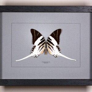 Op de afbeelding: Een ingelijst vlinderspecimen met zwart-witte vleugels, gepresenteerd op een grijze achtergrond. De vlinder heeft lange, slanke staartachtige verlengingen. De lijst is zwart en rechthoekig, met een grijze passe-partout.