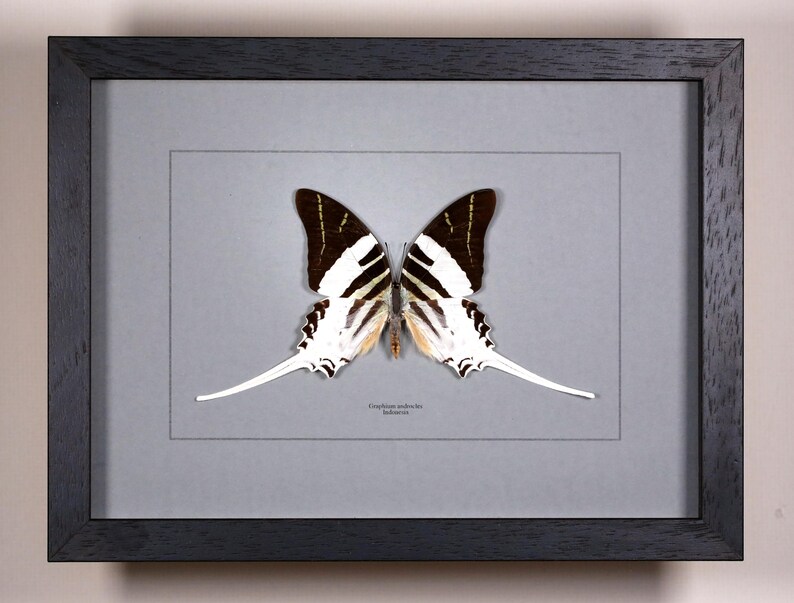 Op de afbeelding: Een ingelijst vlinderspecimen met zwart-witte vleugels, gepresenteerd op een grijze achtergrond. De vlinder heeft lange, slanke staartachtige verlengingen. De lijst is zwart en rechthoekig, met een grijze passe-partout.