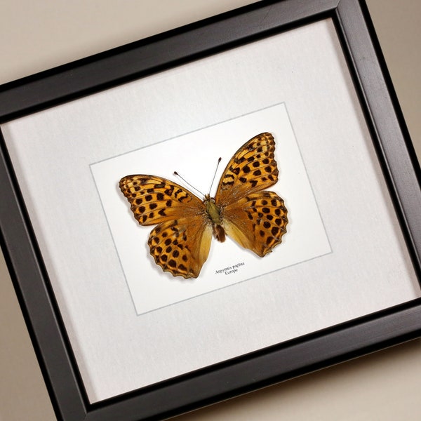 Real framed butterfly Argynnis paphia ( female )  Silver-washed fritillary