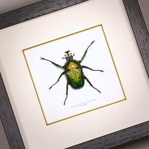 以下が含まれることがあります： タンザニア産のDicronorhina derbyana oberthuriというカブトムシの標本が額装されています。このカブトムシは、メタリックな緑と金の虹色の甲羅、6本の脚、特徴的な頭部の構造をしています。金色の縁取りが施された白い台紙に固定されています。