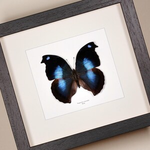 May include: A framed butterfly specimen with black and blue wings. The butterfly is labeled "Papilio " in the bottom right corner.
