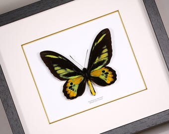 Ornithoptera rothschildi (hane) riktig inramad fjäril